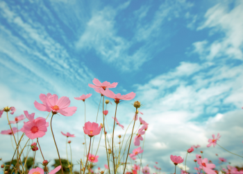 Óbitos registrados nesta quinta-feira (05) em Guarapuava pela Central de Triagem