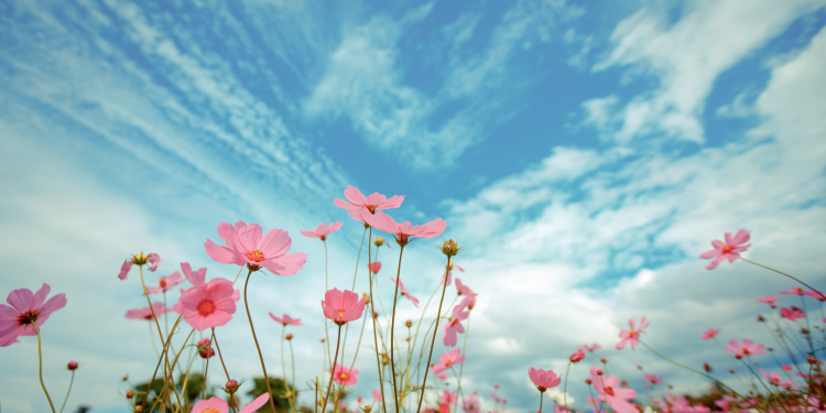 Óbitos registrados nesta quinta-feira (05) em Guarapuava pela Central de Triagem