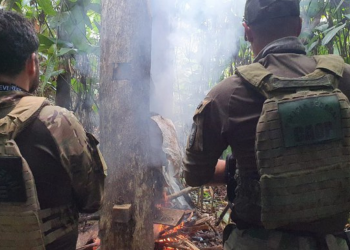 PF deflagra Operação Fusarium que visa a erradicação de plantações de Cannabis Sativa