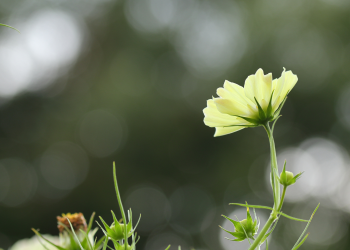 Óbitos registrados nesta quinta-feira (12) em Guarapuava pela Central de Triagem