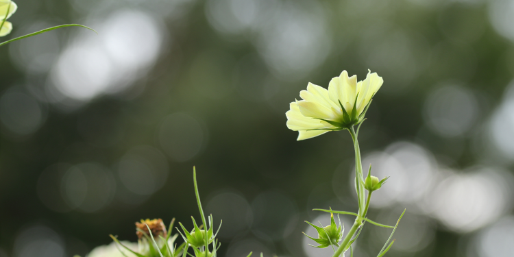 Óbitos registrados nesta quinta-feira (12) em Guarapuava pela Central de Triagem