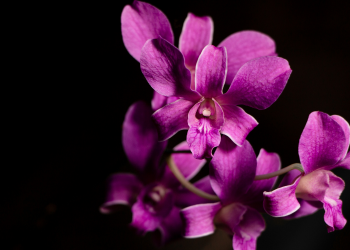 Óbitos registrados nesta quinta-feira (19) em Guarapuava pela Central de Triagem