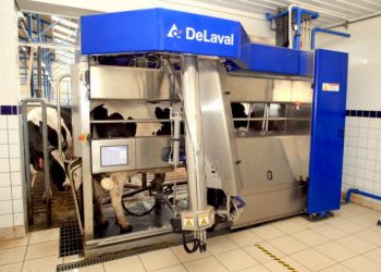 Robôs ordenham vacas sem intervenção humana