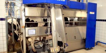 Robôs ordenham vacas sem intervenção humana
