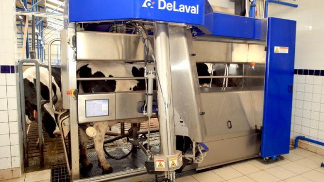 Robôs ordenham vacas sem intervenção humana