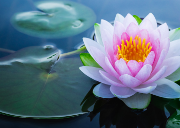 Óbitos registrados nesta segunda-feira (09) em Guarapuava pela Central de Triagem