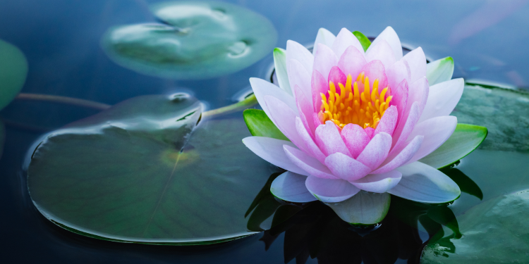 Óbitos registrados nesta segunda-feira (09) em Guarapuava pela Central de Triagem