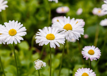 Óbitos registrados nesta segunda-feira (16) em Guarapuava pela Central de Triagem