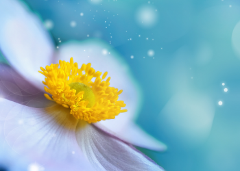 Óbitos registrados nesta sexta-feira (06) em Guarapuava pela Central de Triagem