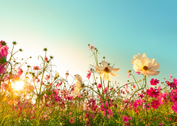 Óbitos registrados nesta sexta-feira (20) em Guarapuava pela Central de Triagem