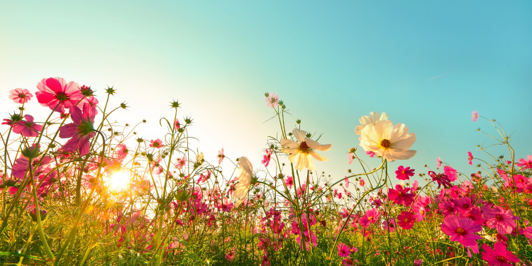 Óbitos registrados nesta sexta-feira (20) em Guarapuava pela Central de Triagem