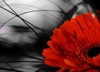 Óbitos registrados nesta sexta-feira (27) em Guarapuava pela Central de Triagem