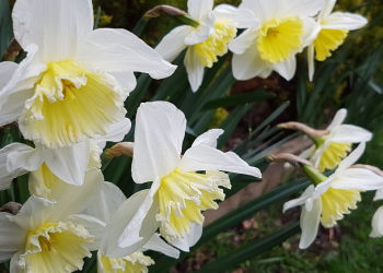 Óbitos registrados nesta terça-feira (03) em Guarapuava pela Central de Triagem