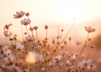 Óbitos registrados nesta terça-feira (24) em Guarapuava pela Central de Triagem
