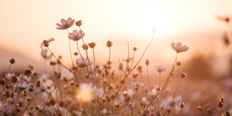 Óbitos registrados nesta terça-feira (24) em Guarapuava pela Central de Triagem