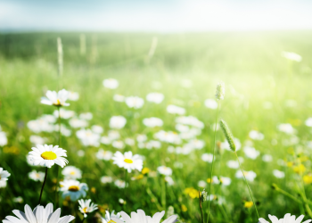 Óbitos registrados nesta quinta-feira (02) em Guarapuava pela Central de Triagem
