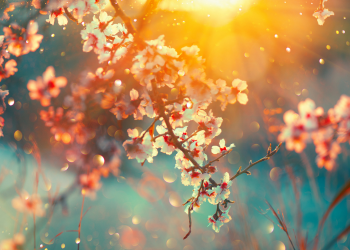 Óbitos registrados nesta quinta-feira (09) em Guarapuava pela Central de Triagem