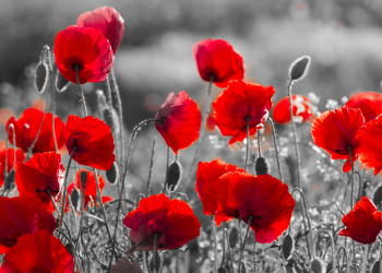 Óbitos registrados neste domingo (05) em Guarapuava pela Central de Triagem