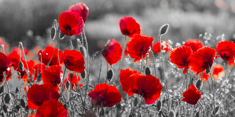 Óbitos registrados neste domingo (05) em Guarapuava pela Central de Triagem