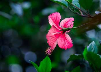 Óbitos registrados nesta quarta-feira (08) em Guarapuava pela Central de Triagem