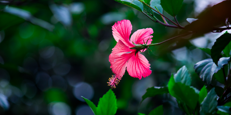 Óbitos registrados nesta quarta-feira (08) em Guarapuava pela Central de Triagem