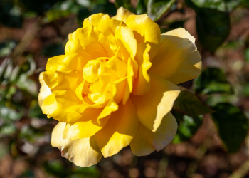 Óbitos registrados nesta quarta-feira (15) em Guarapuava pela Central de Triagem