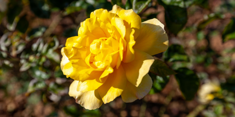 Óbitos registrados nesta quarta-feira (15) em Guarapuava pela Central de Triagem