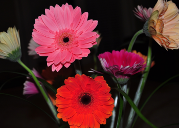Óbitos registrados neste sábado (04) em Guarapuava pela Central de Triagem