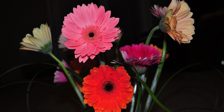 Óbitos registrados neste sábado (04) em Guarapuava pela Central de Triagem