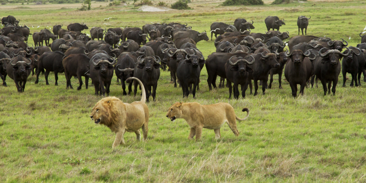 Somos Gado?