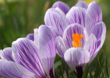 Óbitos registrados nesta quinta-feira (14) em Guarapuava pela Central de Triagem