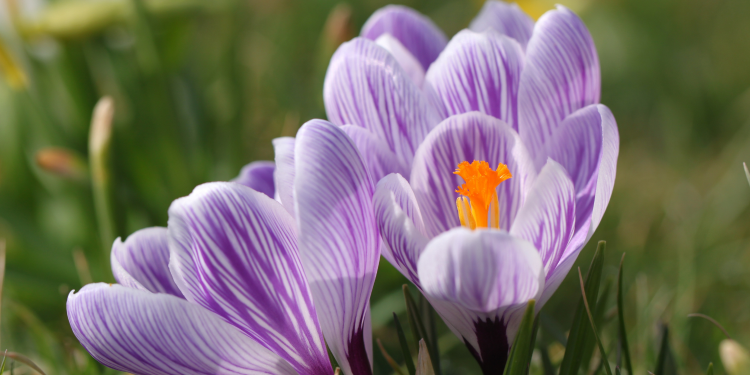 Óbitos registrados nesta quinta-feira (14) em Guarapuava pela Central de Triagem