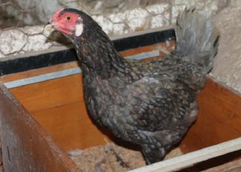 Embrapa dá curso online sobre criação de galinha caipira