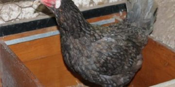 Embrapa dá curso online sobre criação de galinha caipira