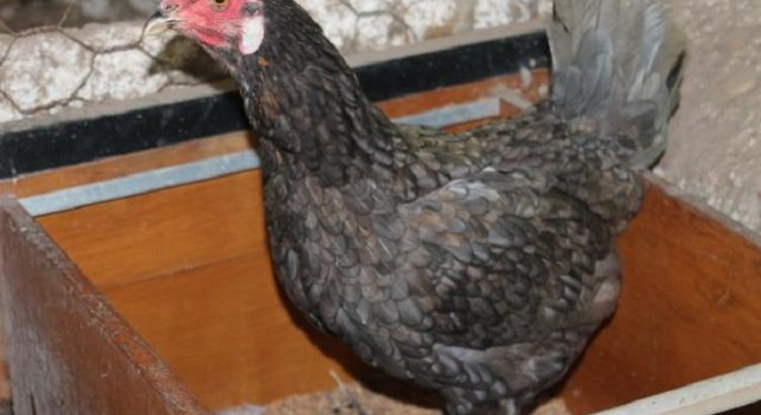 Embrapa dá curso online sobre criação de galinha caipira