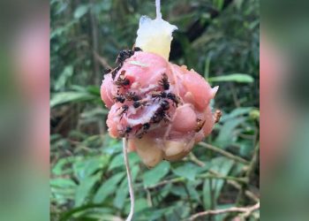 Essas abelhas carnívoras desenvolveram bactérias intestinais para comer carne