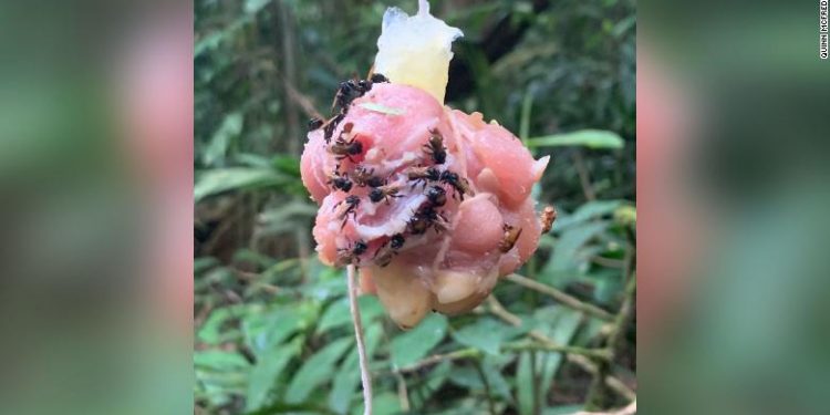 Essas abelhas carnívoras desenvolveram bactérias intestinais para comer carne