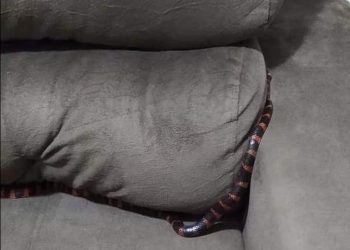 Mulher acorda com cobra sobre o corpo em SC; FOTOS