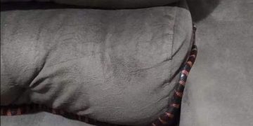 Mulher acorda com cobra sobre o corpo em SC; FOTOS