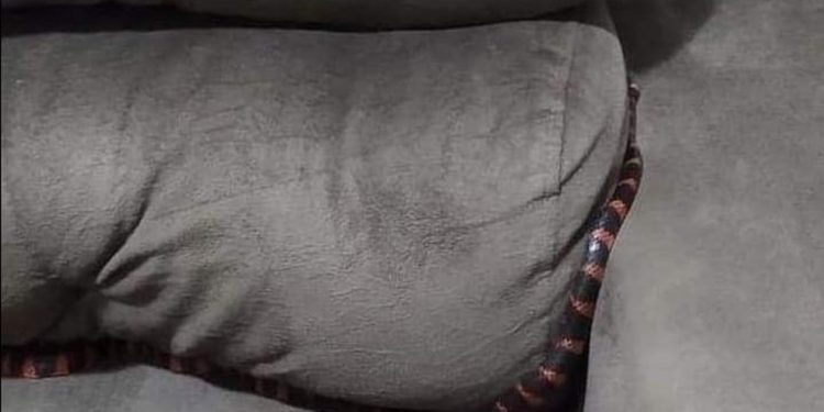 Mulher acorda com cobra sobre o corpo em SC; FOTOS