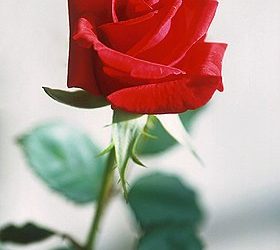 A Central de Triagem de Guarapuava comunica os óbitos desta terça-feira (30)