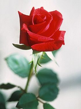 A Central de Triagem de Guarapuava comunica os óbitos desta terça-feira (30)