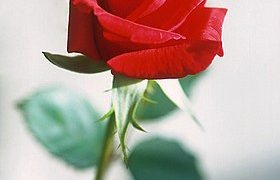 A Central de Triagem de Guarapuava comunica os óbitos desta terça-feira (23)