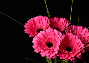 Óbitos registrados neste sábado (20) em Guarapuava pela Central de Triagem