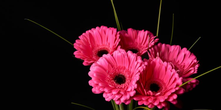 Óbitos registrados neste sábado (20) em Guarapuava pela Central de Triagem