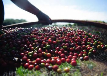 Café e chá podem estar associados a menor risco de AVC e demência