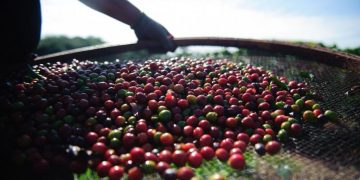 Café e chá podem estar associados a menor risco de AVC e demência