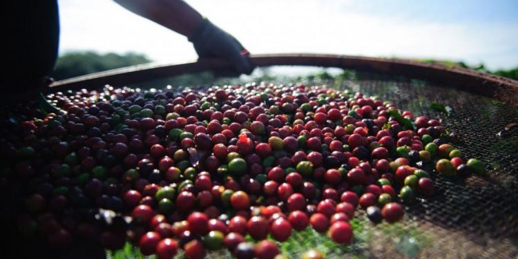 Café e chá podem estar associados a menor risco de AVC e demência