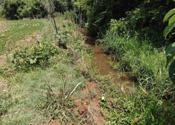 Mais de R$ 200 mil em multas são aplicados em operação contra crimes ambientais em Coronel Vivida