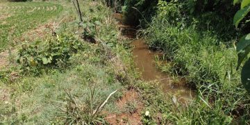 Mais de R$ 200 mil em multas são aplicados em operação contra crimes ambientais em Coronel Vivida